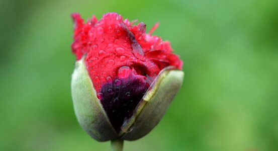 Drop nature wet photo