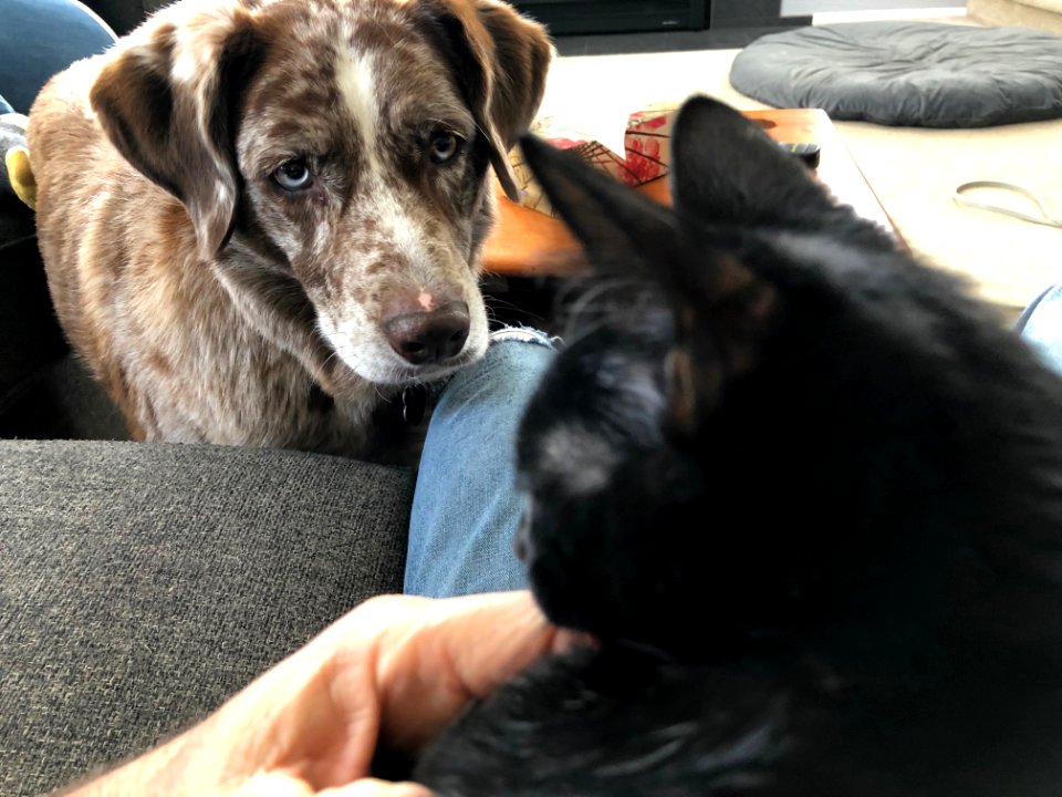 Dogging the Cat or Catting the Dog