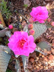 Beavertail Cactus Flower Crazy photo