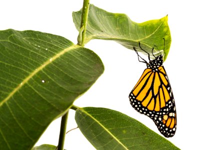 Monarch butterfly on milkweed photo