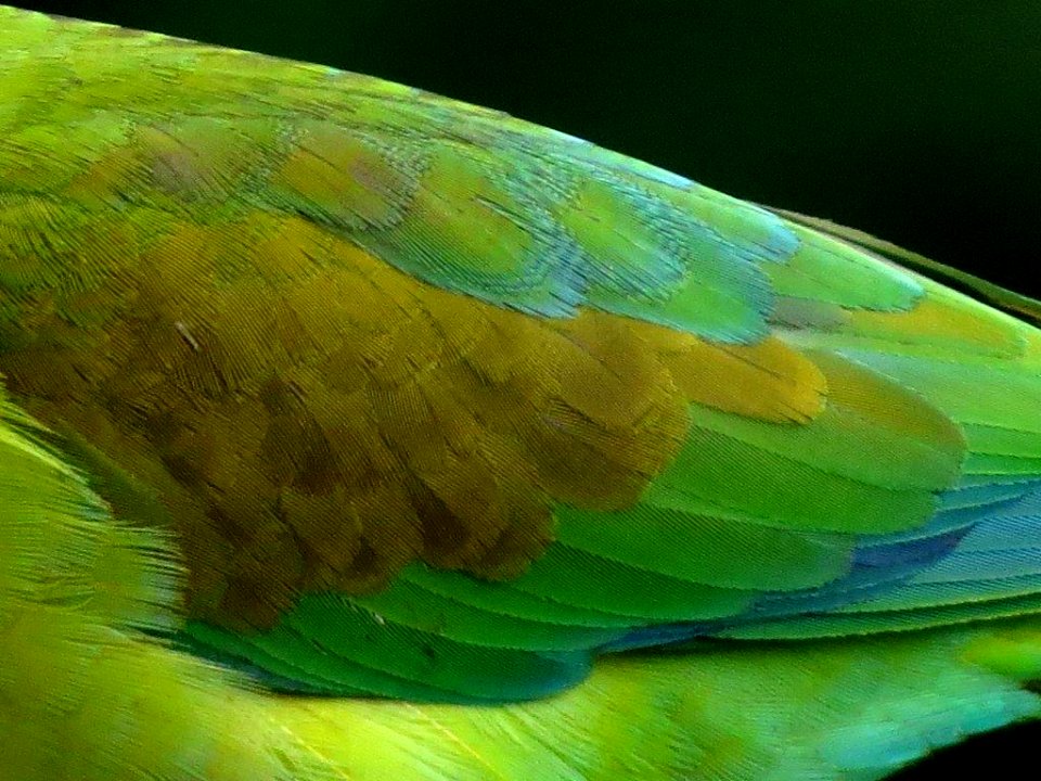 Brotogeris jugularis - Periquito bronceado - Orange-chinned Parakeet