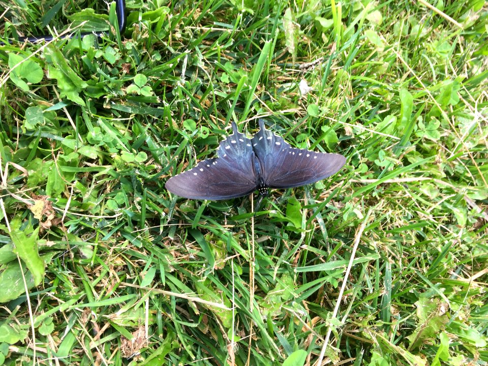 Pipevine swallowtail, August 2017--Dawn O'Sickey