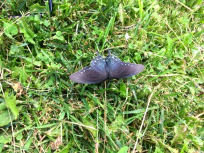 Pipevine swallowtail, August 2017--Dawn O'Sickey