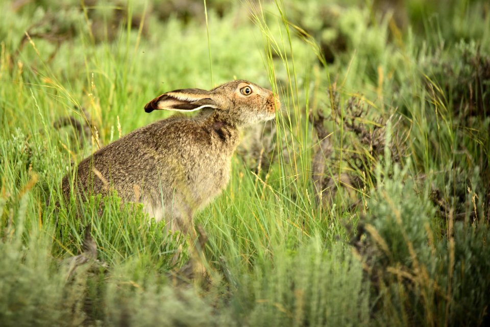 White-tailed jackrabbit at Arapaho National Wildlife Refuge