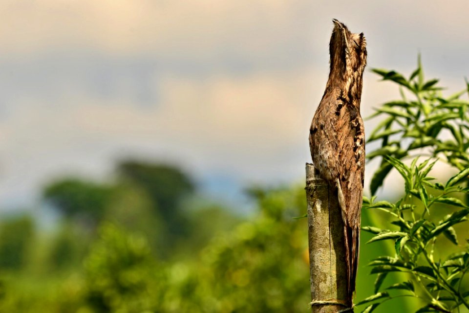 Aves en Quindío. Nyctibius griseus Bienparado o Mirapalcielo.