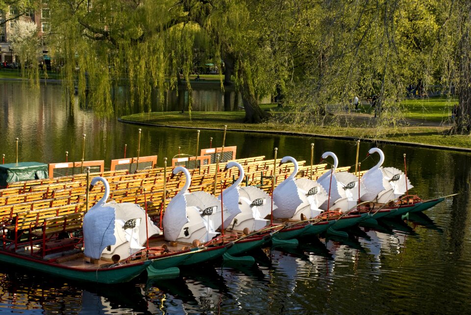 Swan boats pond park