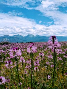 Beeplants at Baca