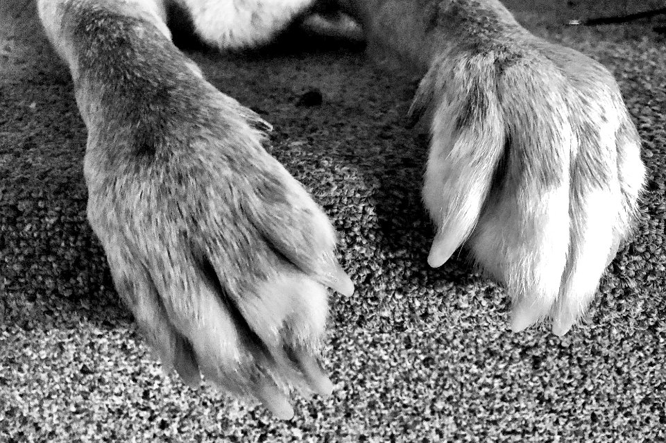 2021/365/17 These Paws Were Made for Walkin'