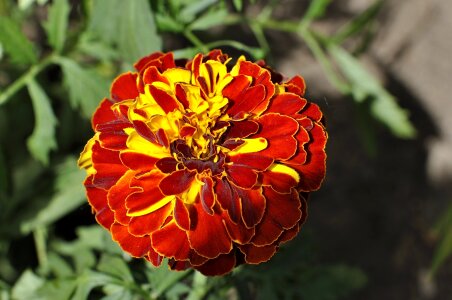Blossom bloom red yellow