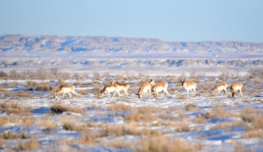 Pronghorn on Seedskadee National Wildlife Refuge