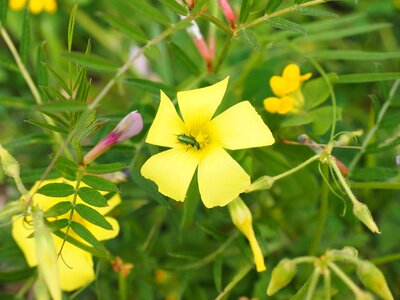 Lytta vesicatoria cantharis vesicatoria ölkäfer meloidae