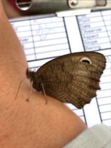 Common Wood Nymph butterfly