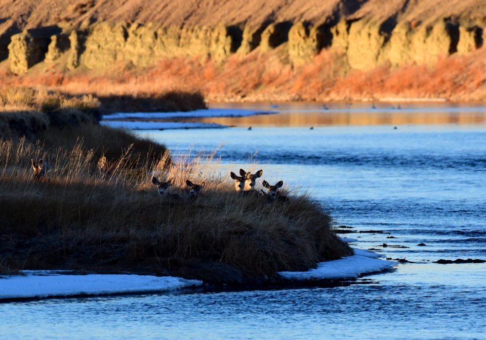 Mule deer on Seedskadee National Wildlife Refuge