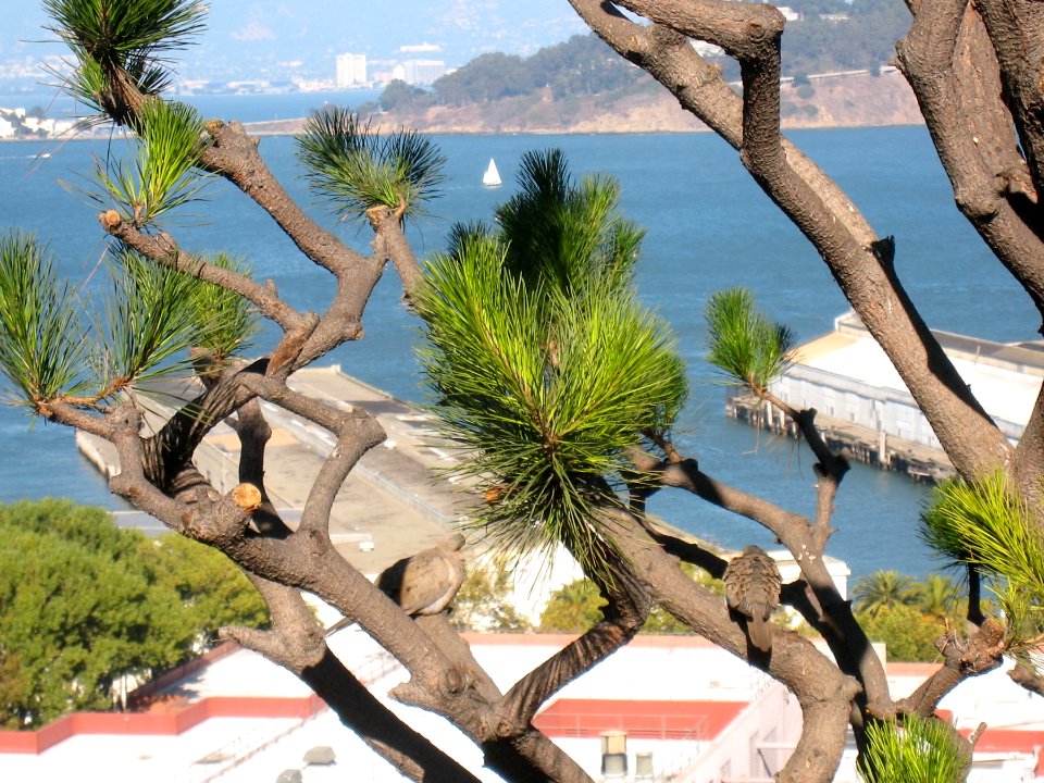 View Through the Pines