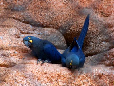 blue macaw couple photo