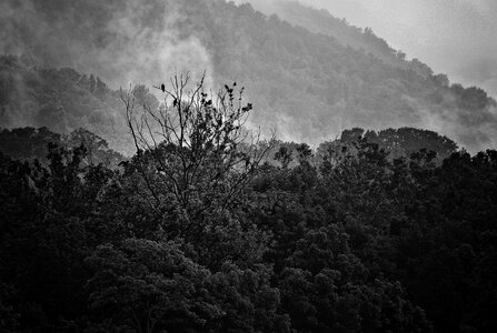 Mountains vultures black and white photo