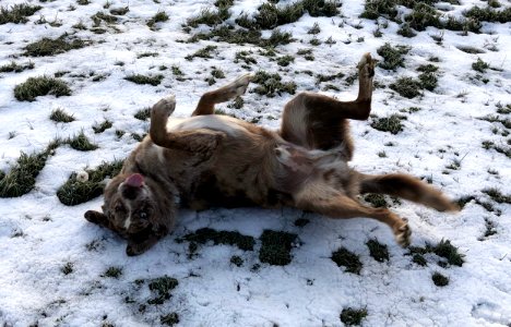 The Snow Roll Has Returned!