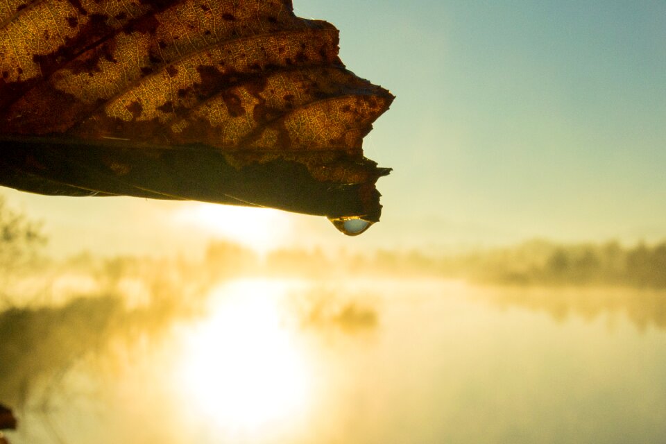 Fog marsh landscape