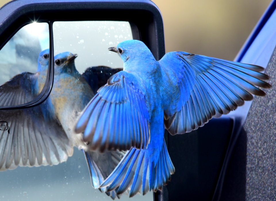 Mountain bluebird at Seedskadee National Wildlife Refuge