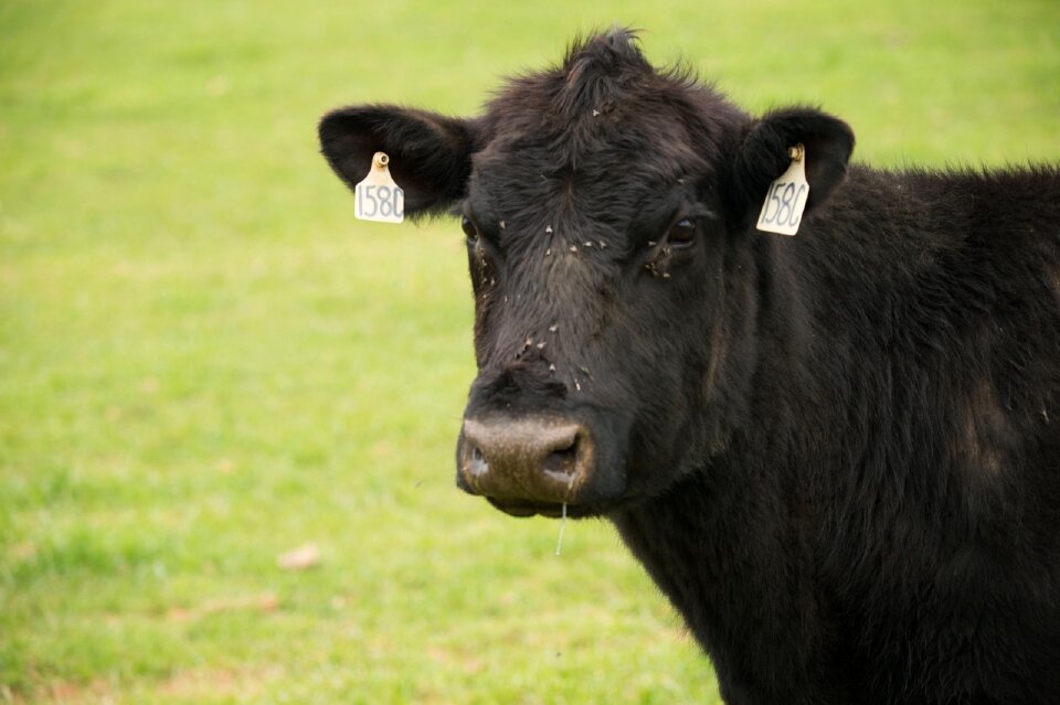 Agriculture portrait face