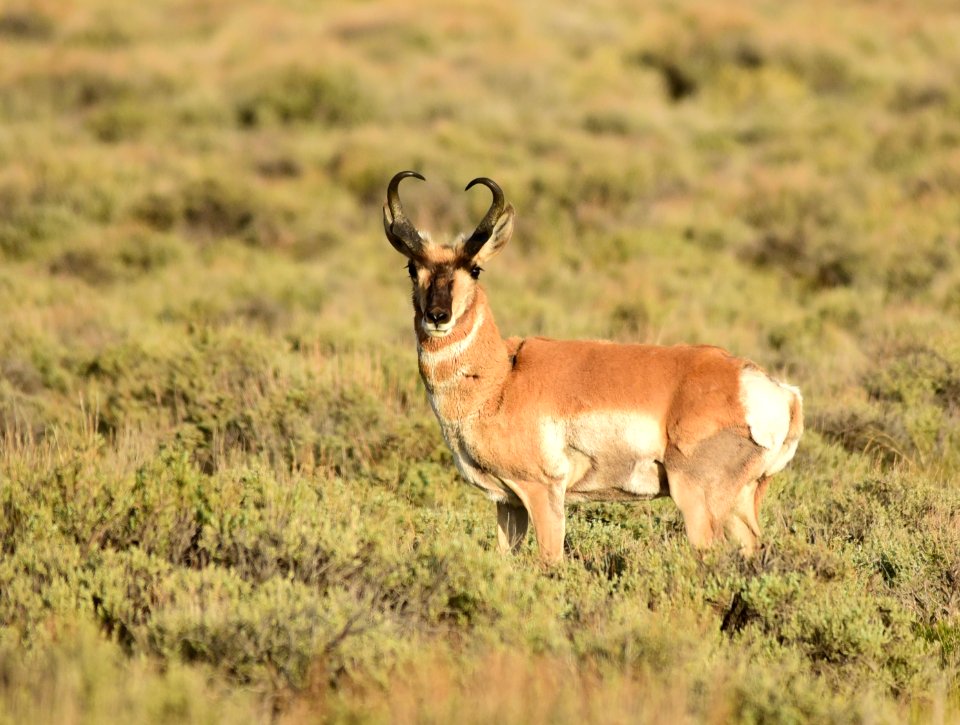 Pronghorn at Seedskadee National Wildlife Refuge