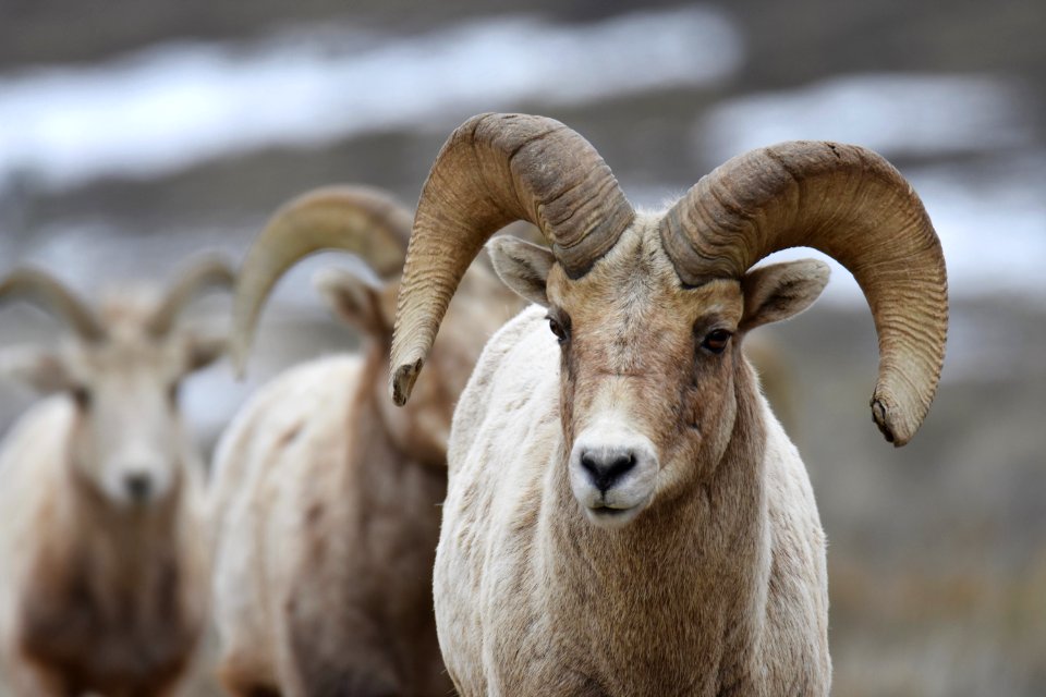 Bighorn Sheep Rams