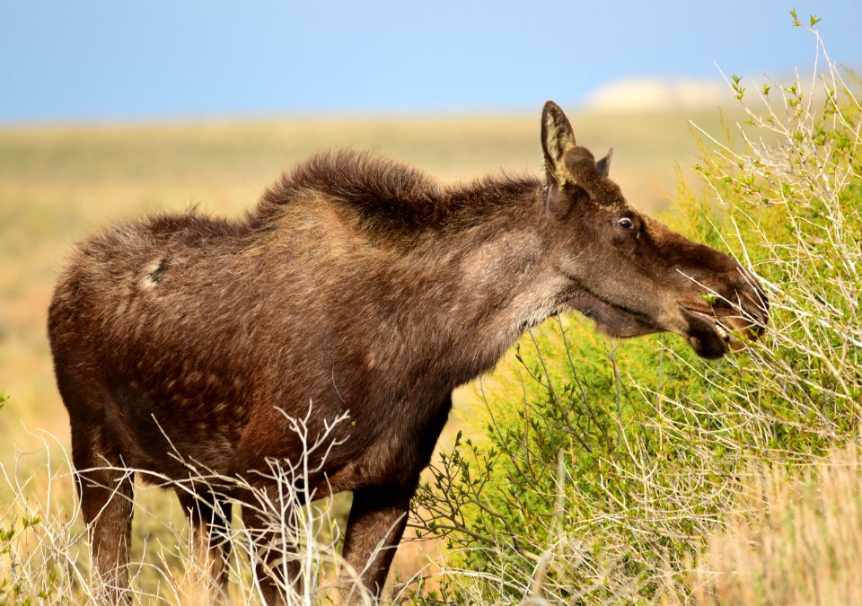 Moose at Seedskadee National Wildlife Refuge