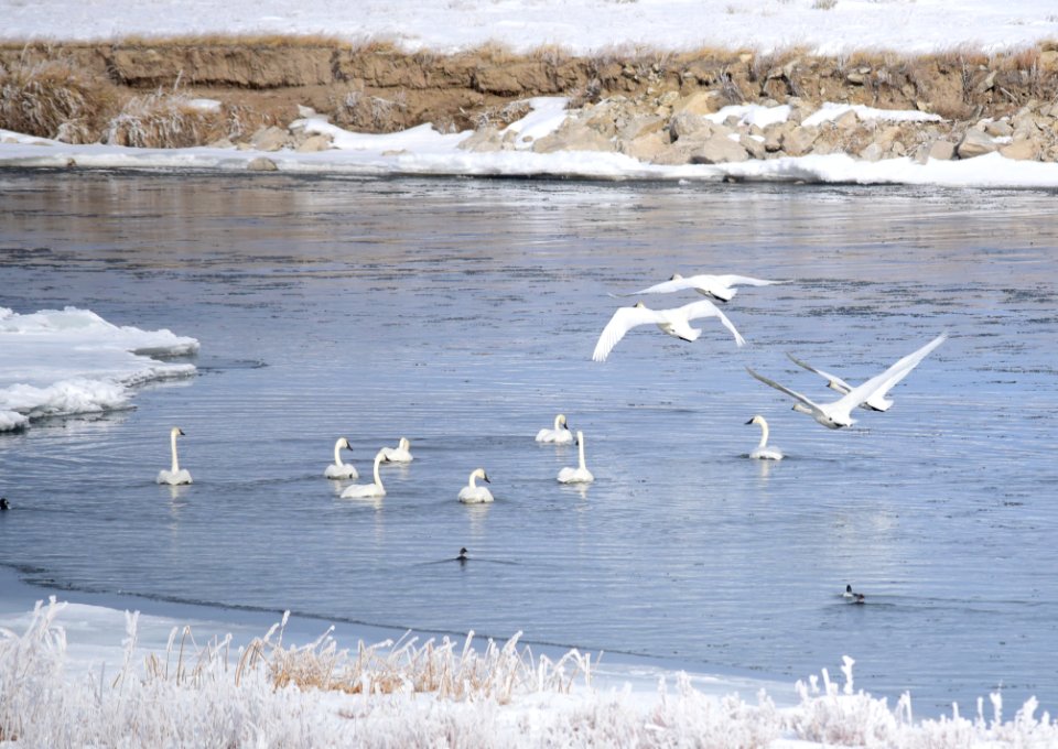 Trumpeter swan at Seedskadee National Wildlife Refuge