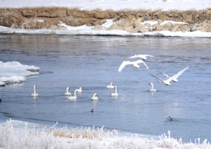 Trumpeter swan at Seedskadee National Wildlife Refuge