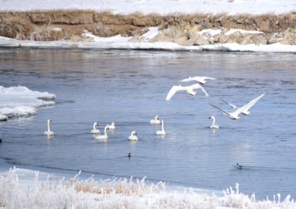 Trumpeter swan at Seedskadee National Wildlife Refuge photo