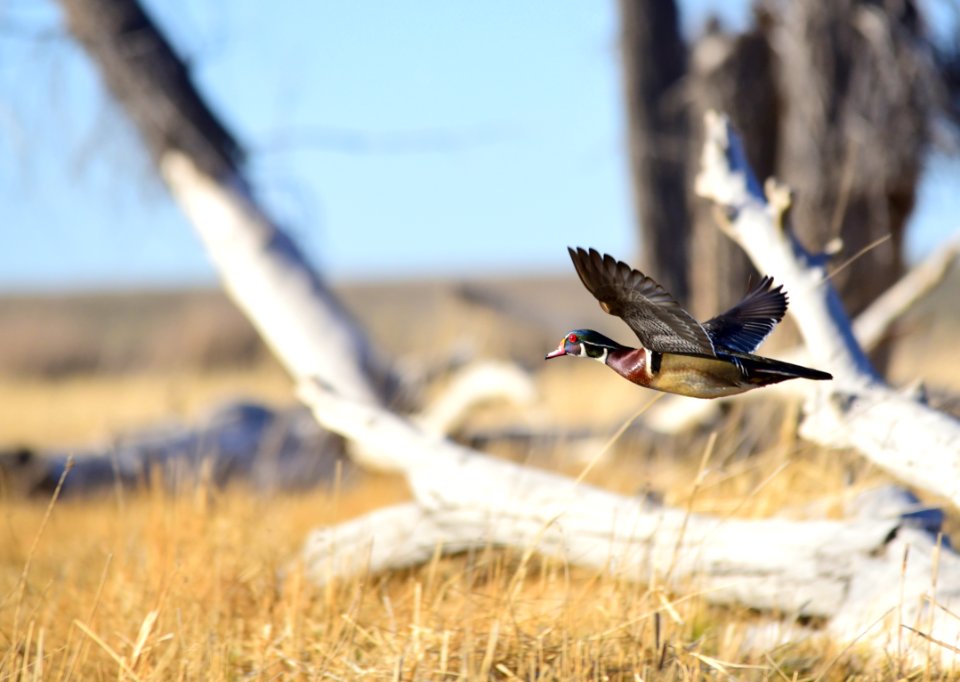Wood duck at Seedskadee National Wildlife Refuge
