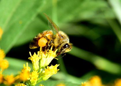 Honey bee along Bear River in Wyoming