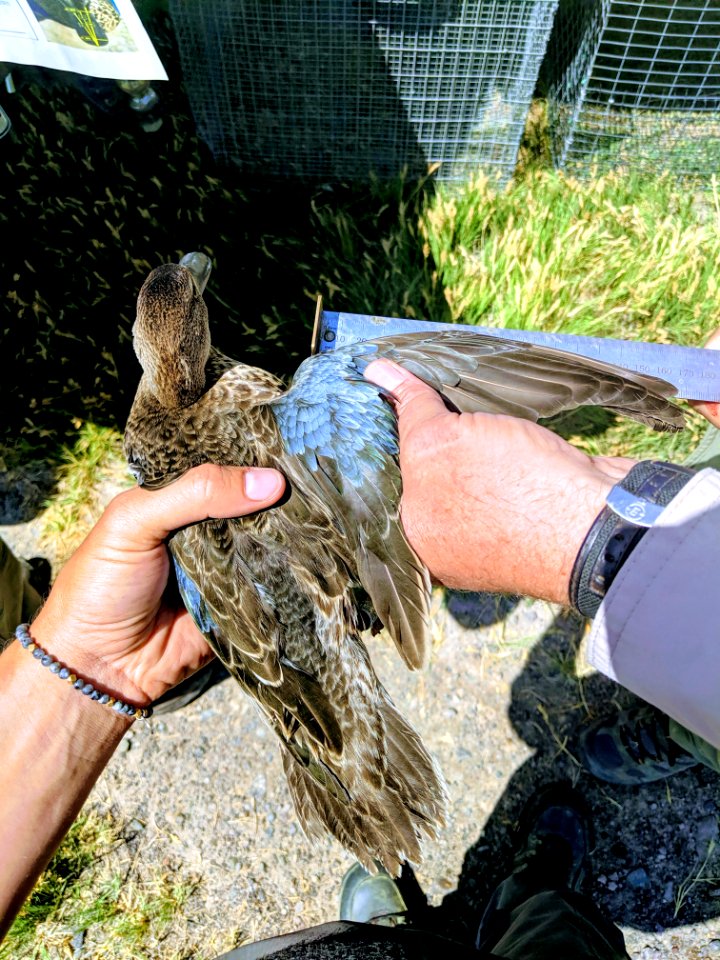 Cinnamon Teal wing
