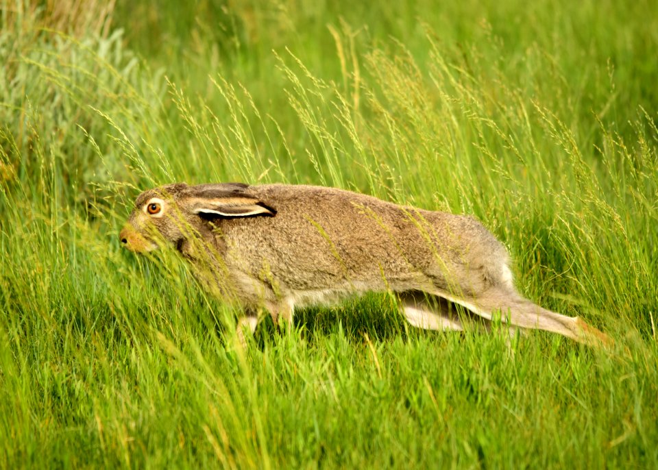 White-tailed jackrabbit at Arapaho National Wildlife Refuge