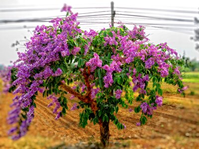 Plant life on