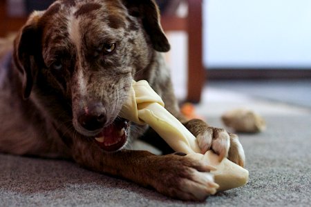 2016/366/270 Happiness is a New Bone photo