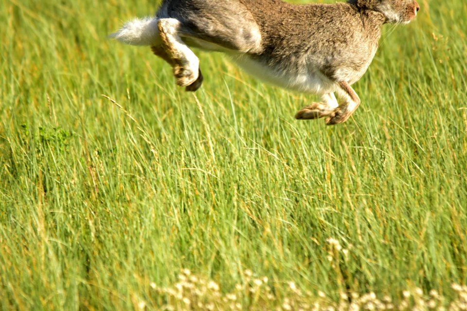 White-tailed jackrabbit at Arapaho National Wildlife Refuge
