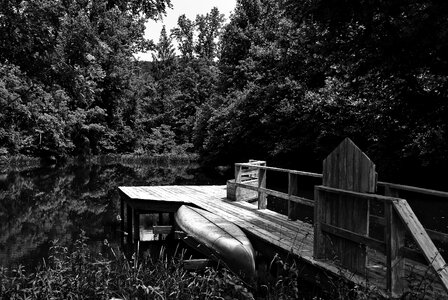 Wood summer black and white photo
