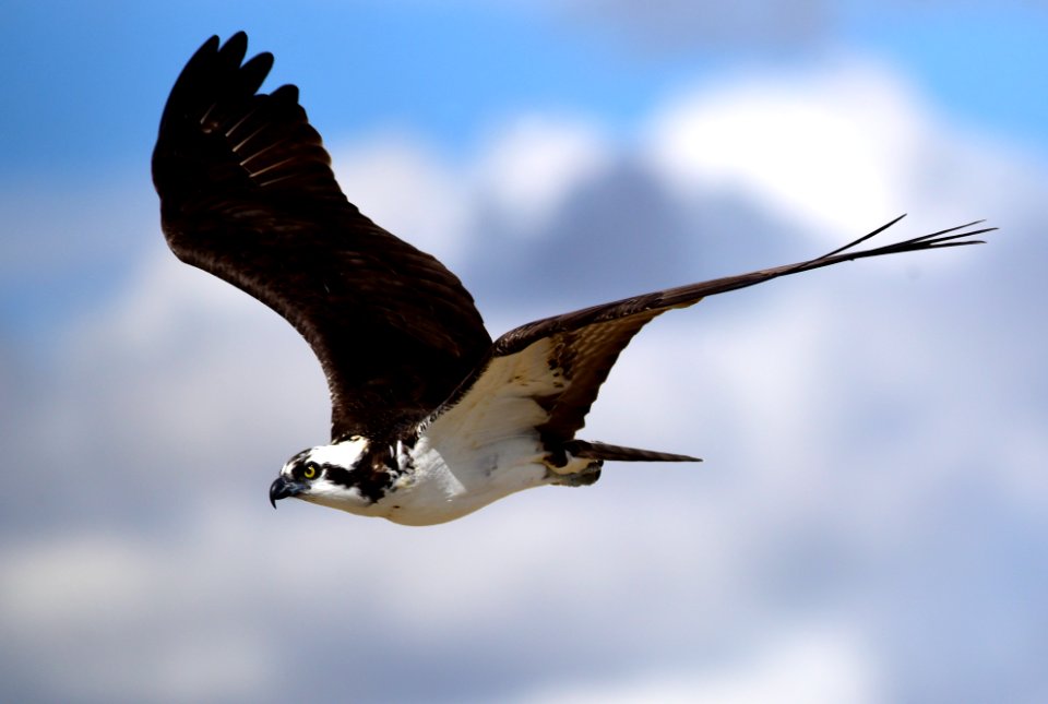 Osprey on Seedskadee Natioanal Wildlife Refuge