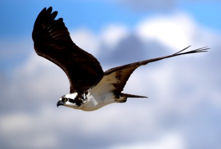 Osprey on Seedskadee Natioanal Wildlife Refuge photo