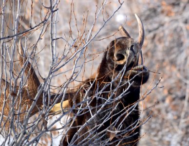 Moose at Seedskadee National Wildlife Refuge