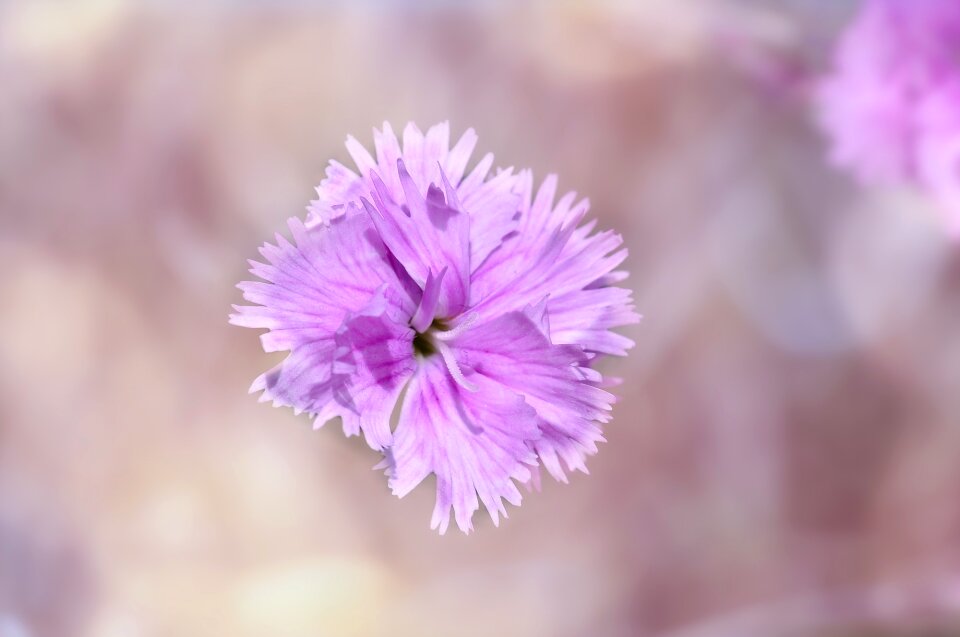 Bloom pink tender