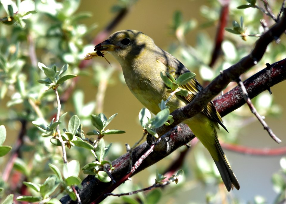 Western tanager at Seedskadee National Wildlife Refuge