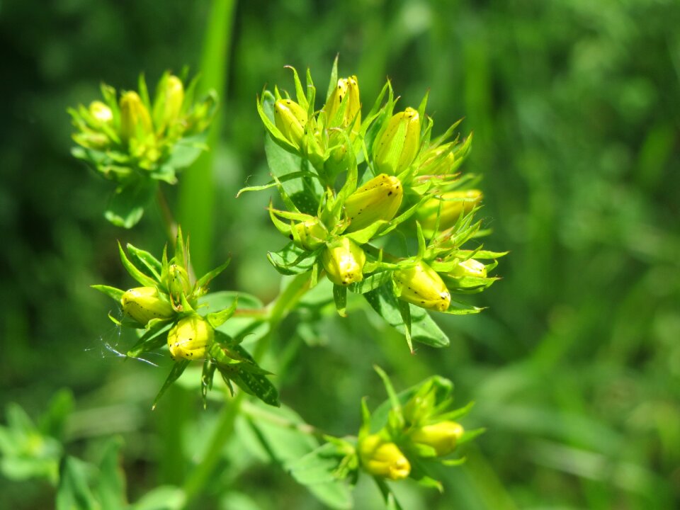 St john's wort wildflower flora
