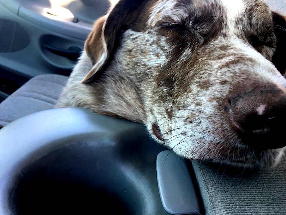 My Co-Pilot Hard At Work