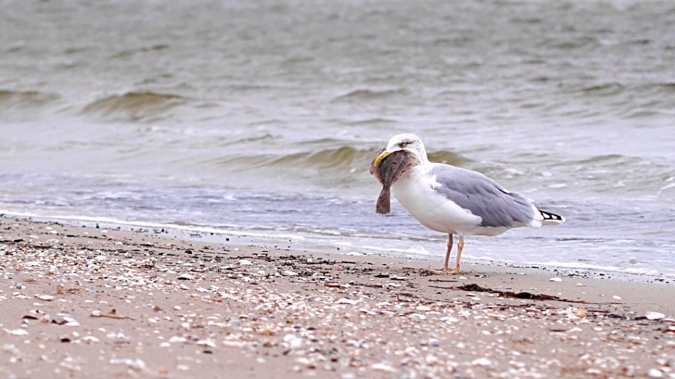 Hungry Seagull photo