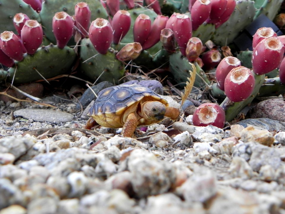 Sonoran Desert Tortoise