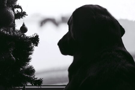 Doggy dogs longing