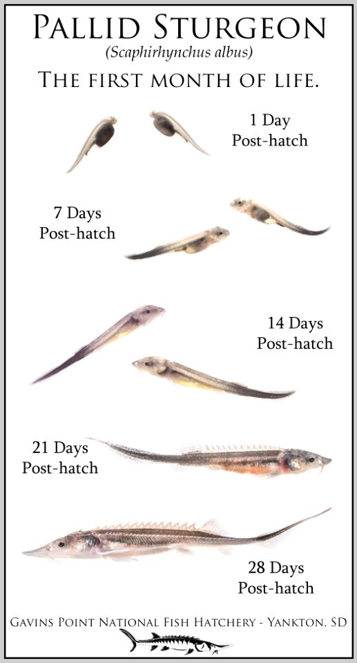 Pallid sturgeon - first month growth
