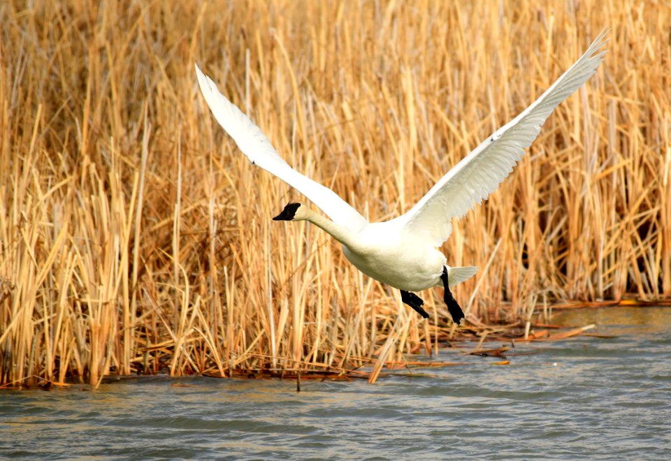 Trumpeter Swan at Seedskadee National Wildlife Refuge